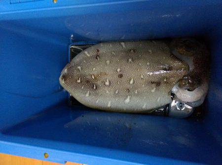 コウイカエギング